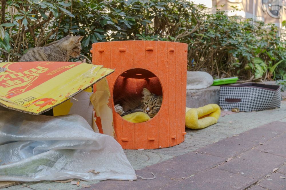A cat sits comfortably inside a small orange house, surrounded by outdoor elements in Tampa, FL.